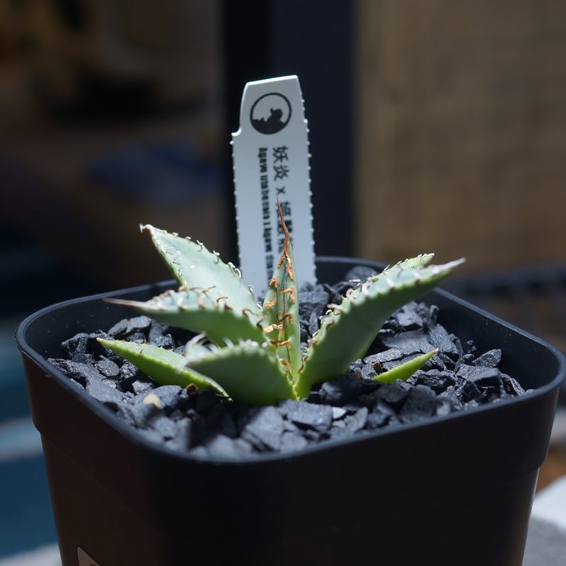 アガベ ハイブリッド 妖炎×姫厳竜/ Y×H-14 | アガベ専門店 モンスター