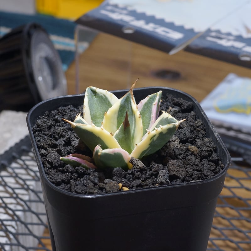 アガベ チタノタ スナグルトゥース 暴牙 /ST-03 | アガベ専門店