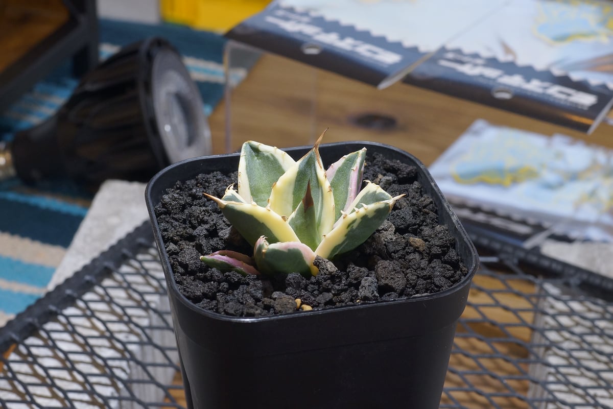 アガベ チタノタ スナグルトゥース 暴牙 /ST-03 | アガベ専門店