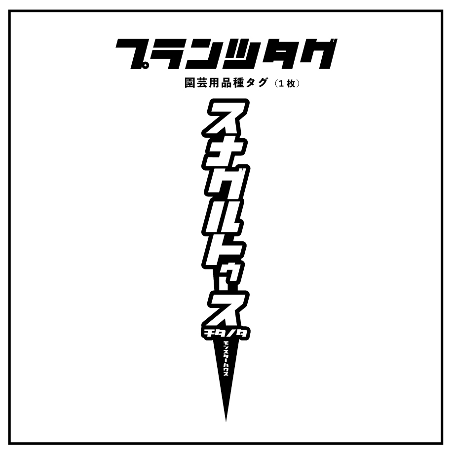 アガベ 品種 プランツタグ 黒】チタノタ スナグルトゥース | アガベ