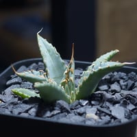 アガベ チタノタ ハデス / 黒帝斯 HD-05 | アガベ専門店 モンスターハウス