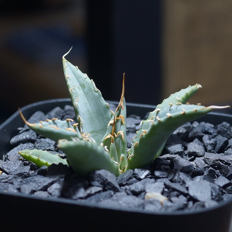 アガベ ハイブリッド 妖炎×姫厳竜/ Y×H-12 | アガベ専門店 モンスター