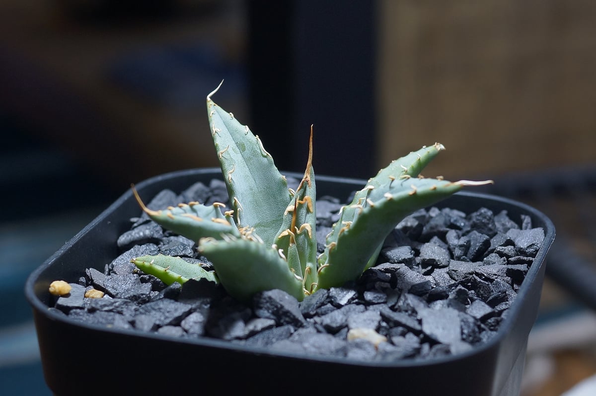 よしにゃあ　アガベ　ハイブリッド よしにゃあ アガベ ハイブリッド はよ地植えしたい株