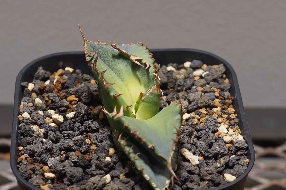 アガベ チタノタ 夕映厳竜 / YB-12 | アガベ専門店 モンスターハウス