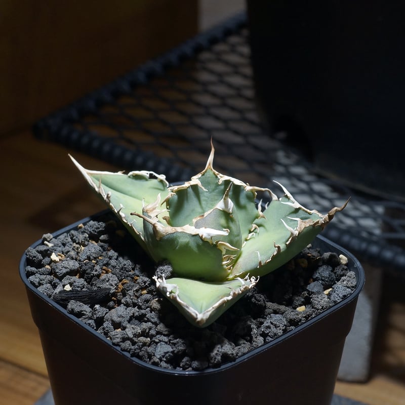 アガベ オテロイ FO-76/子株 F-30 | アガベ専門店 モンスターハウス