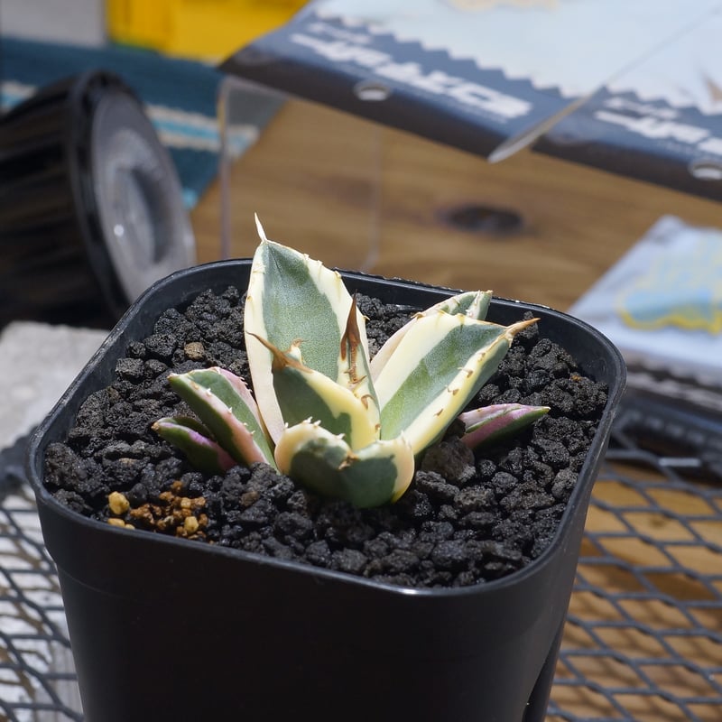 アガベ チタノタ スナグルトゥース 暴牙 /ST-03 | アガベ専門店