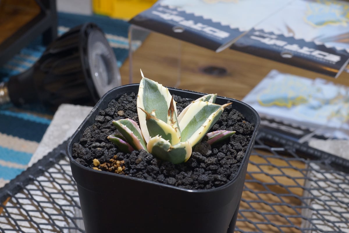 アガベ　スナグルトゥース　10本セット　暴牙　チタノタ　白鯨　オテロイ　ホリダ fit=scale-down,w=1200