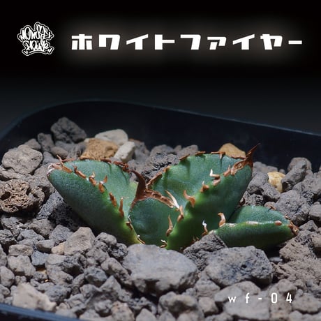 アガベ白火焔 | STORES