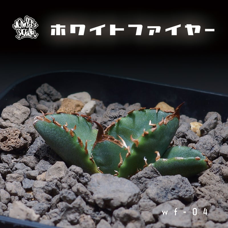 【稀少高騰品種】強棘白火焔 × 特白ホワイトアイス hyb 特選 アガベチタノタ アガベ チタノタ 白火焔 agave titanota white fire No.1 | m