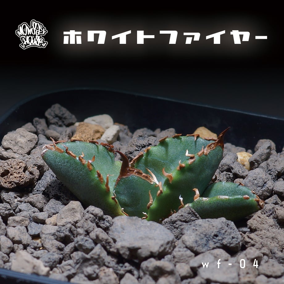 アガベ チタノタ ホワイトファイヤー/白火焔 WF-04 | アガベ専門店