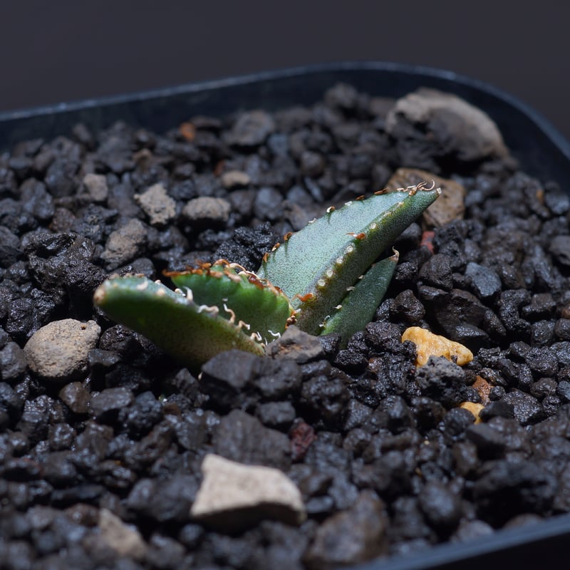 アガベ チタノタ バラクーダBR-10 | アガベ専門店 モンスターハウス