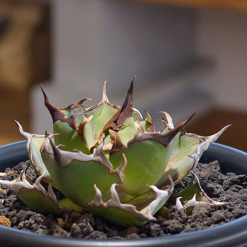 アガベ チタノタ ハデス / 黒帝斯 HD-03 | アガベ専門店 モンスターハウス