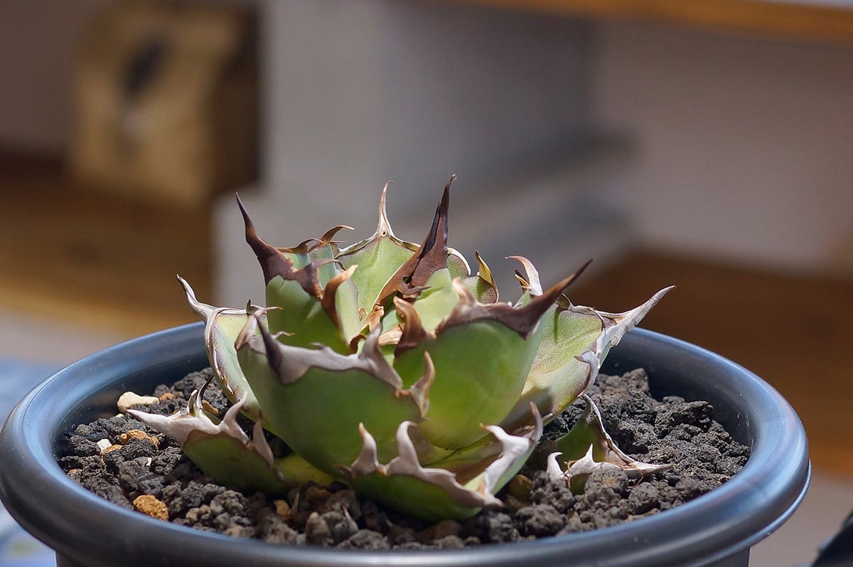 アガベ チタノタ ハデス / 黒帝斯 HD-03 | アガベ専門店 モンスターハウス