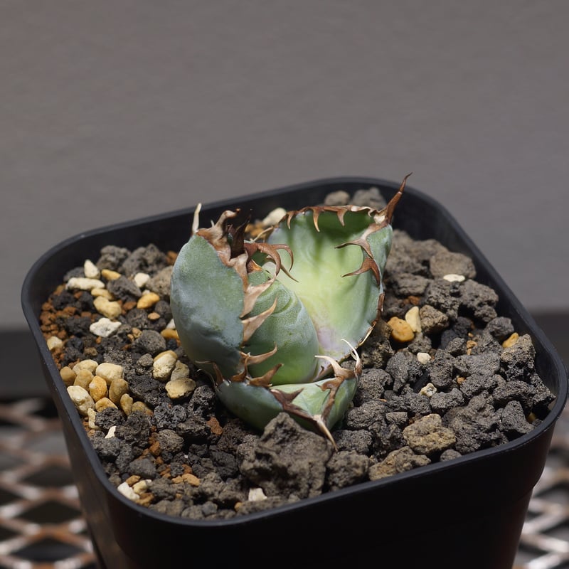 アガベ チタノタ ブラックアンドブルー/bb-32 | アガベ専門店