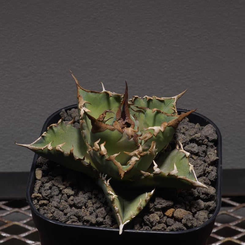 アガベ オテロイ 夕映厳竜/子株 YB-06 | アガベ専門店