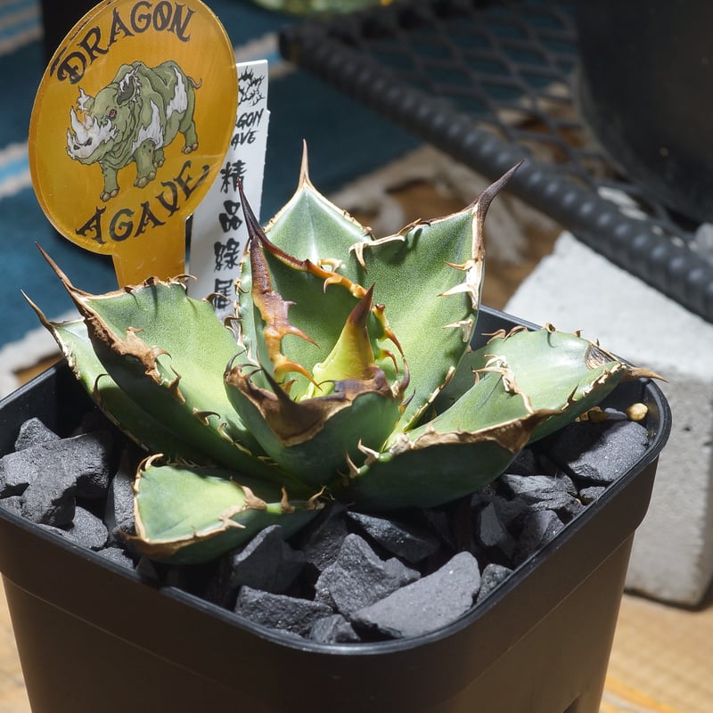 アガベ チタノタ 緑犀牛/ Dragon Agave産 GR-02 | アガベ専門店 モンス