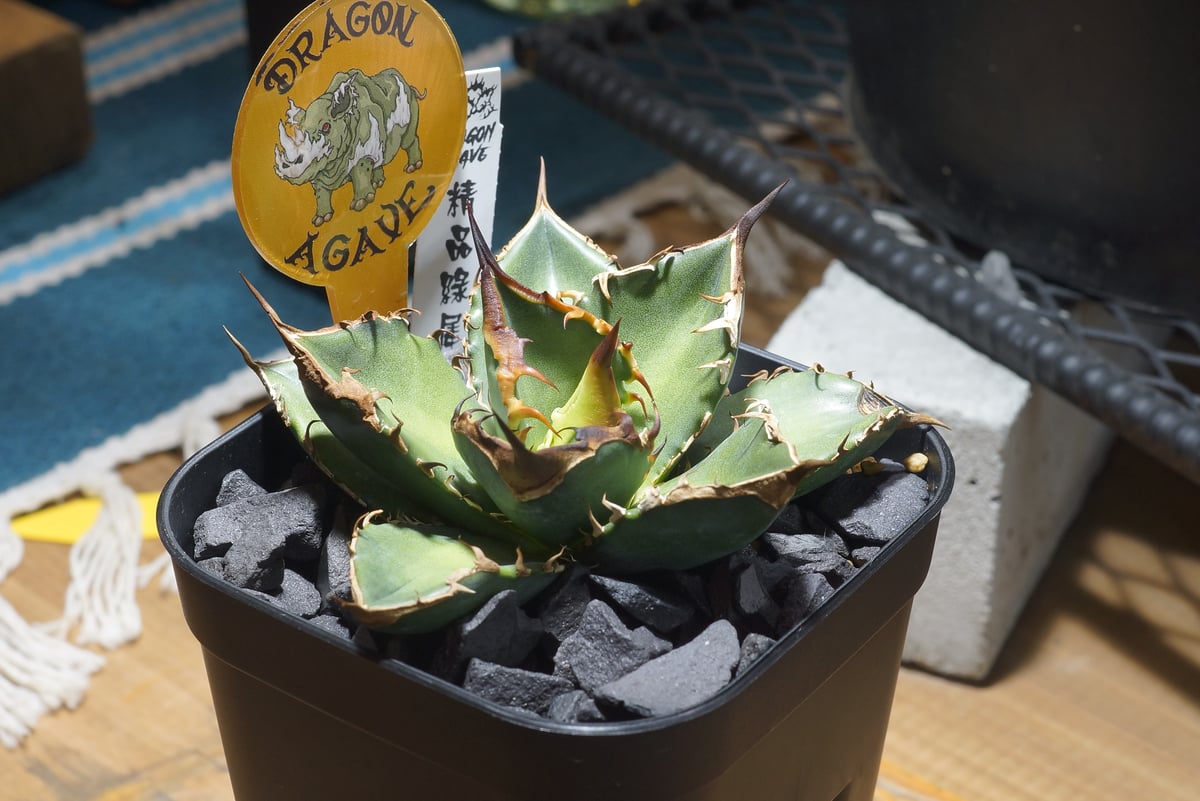 アガベ チタノタ 緑犀牛/ Dragon Agave産 GR-02 | アガベ専門店 モンス
