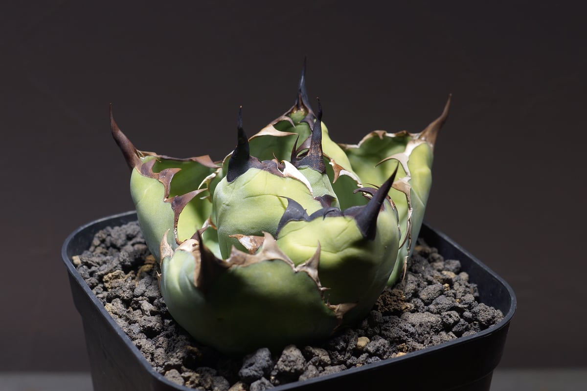 アガベ チタノタ ブラックアンドブルー/bb-28 | アガベ専門店