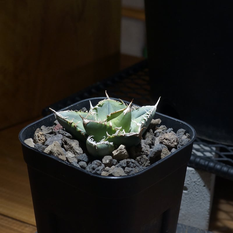 アガベ　チタノタ　南アフリカダイヤモンド　SAD 10株 アガベ チタノタ 南アフリカダイヤモンド / SAD-10 | アガベ専門店