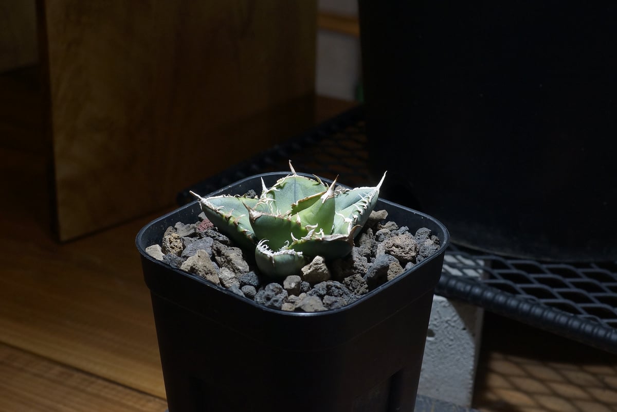 アガベ チタノタ 南アフリカダイヤモンド / SAD-10 | アガベ専門