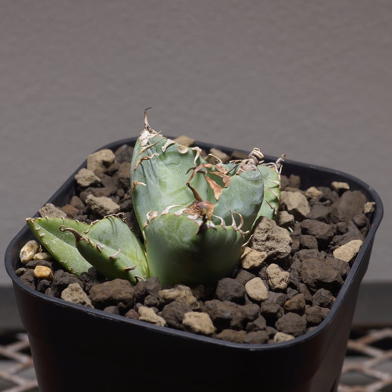 アガベ チタノタ 魔丸 / MG-01 | アガベ専門店 モンスターハウス