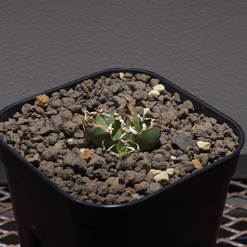 アガベ オアハカ オテロイ/ox-05 | アガベ専門店 モンスターハウス