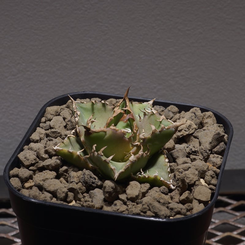 アガベ アバランチ AVALANCHE 子株1 アガベ チタノタ アバランチ 子株 未発根 オテロイ AVALANCHE ①