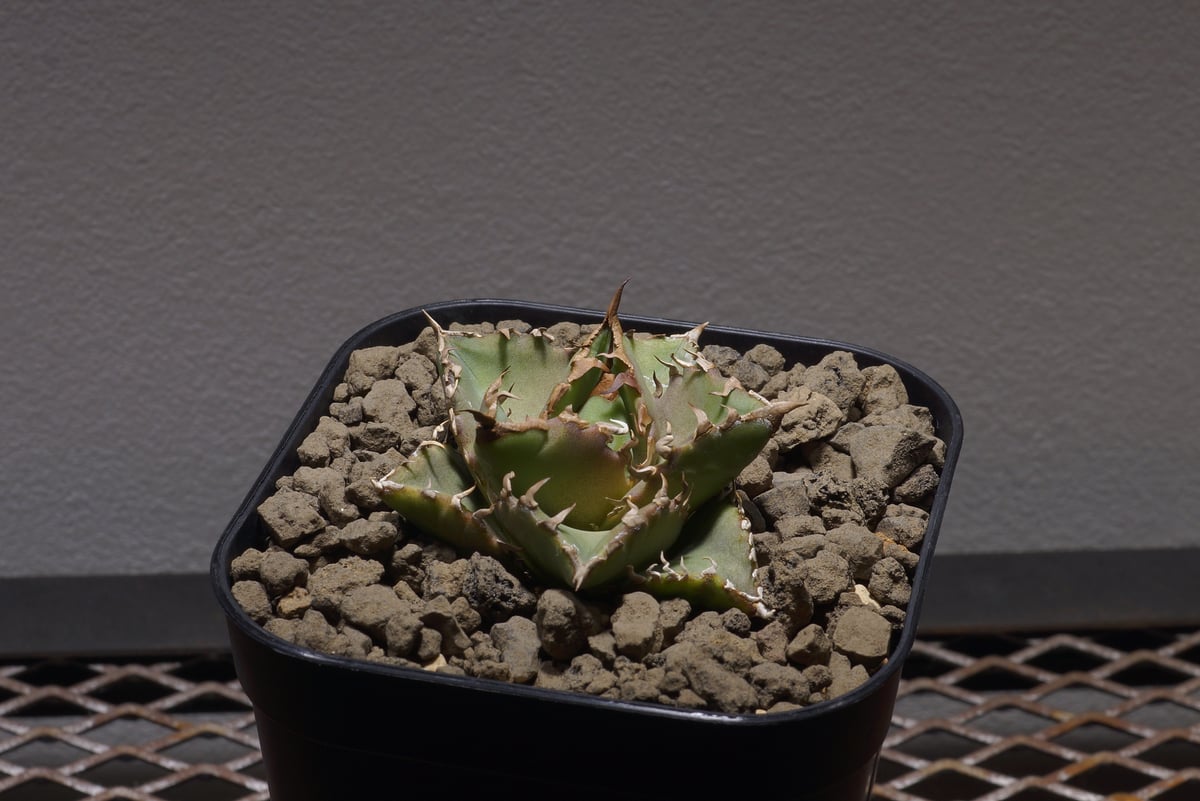 ☆jc'sシャドウ☆ 発根済み　6号鉢　② モンスト　アガベ アガベ・チタノタ綴化（Agave titanota f. cristata）の紹介