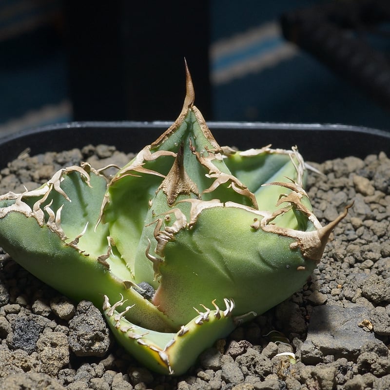 アガベ チタノタ 星空 / HZ-03 | アガベ専門店 モンスターハウス