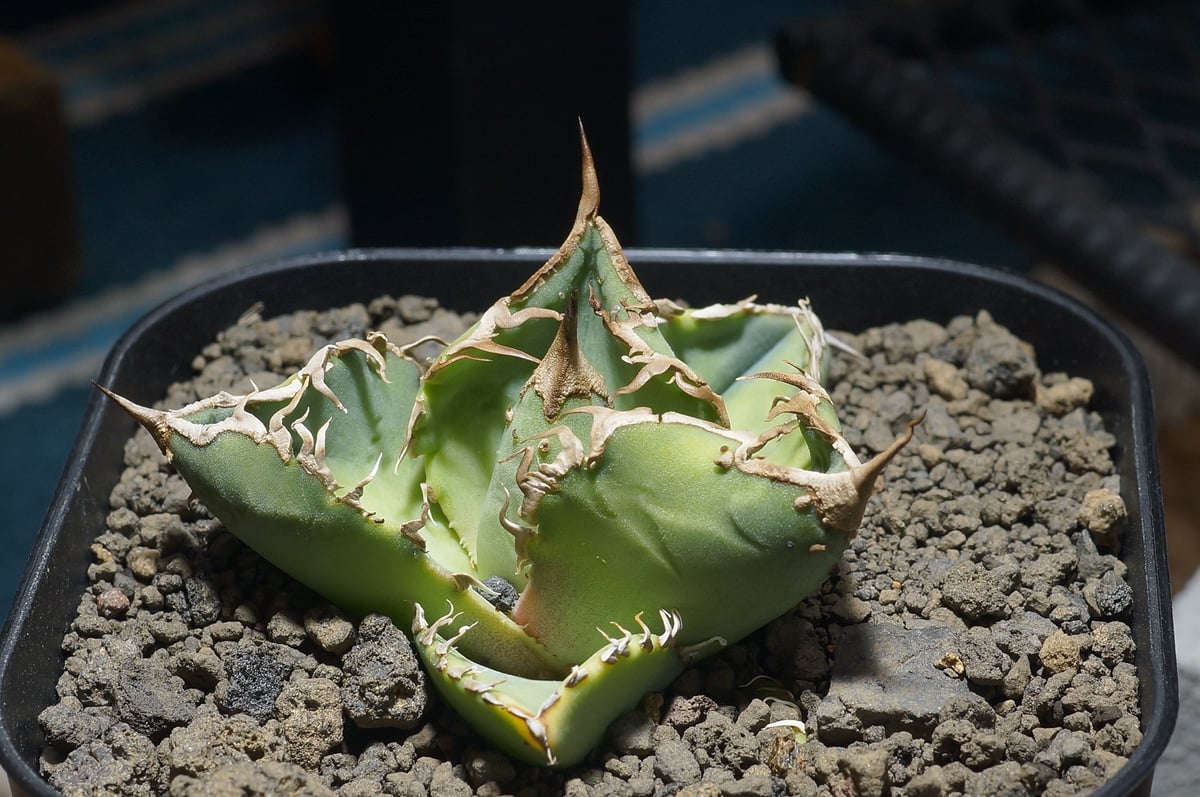 アガベ　チタノタ　星空　中株 アガベ チタノタ 星空 / HZ-03 | アガベ専門店 モンスターハウス