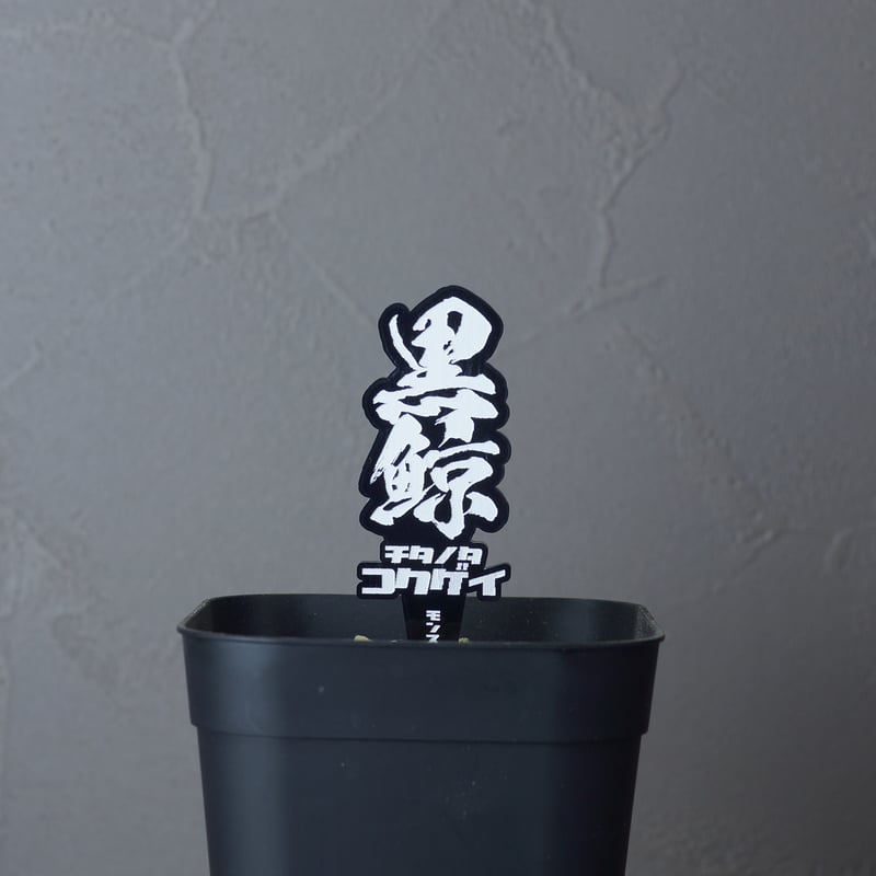 アガベ 品種 プランツタグ 黒】チタノタ 黒鯨 | アガベ専門店