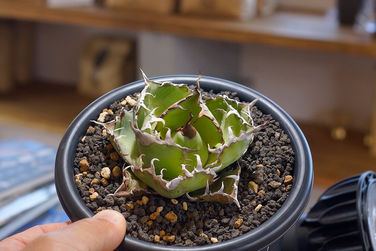 アガベ チタノタ 白鯨/ww-26 | アガベ専門店 モンスターハウス