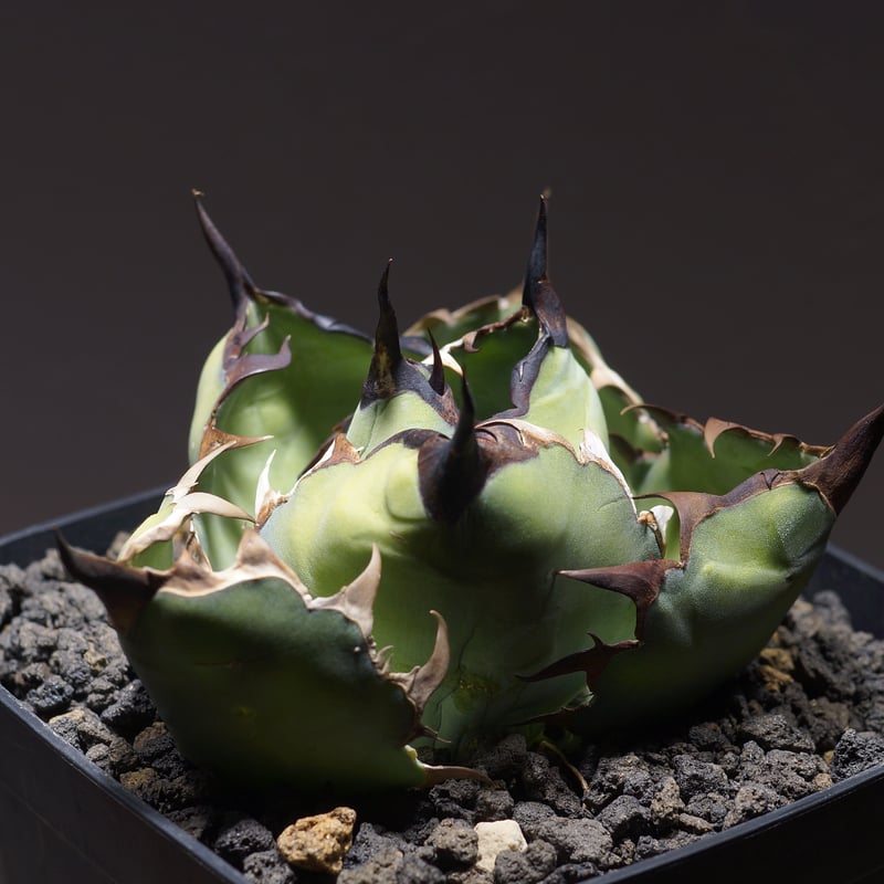 G*E様 1705アガベ チタノタ ブラックアンドブルー BB 強棘 黒棘 3株 G*E様 1705アガベ チタノタ ブラックアンドブルー BB 強棘 黒棘 3