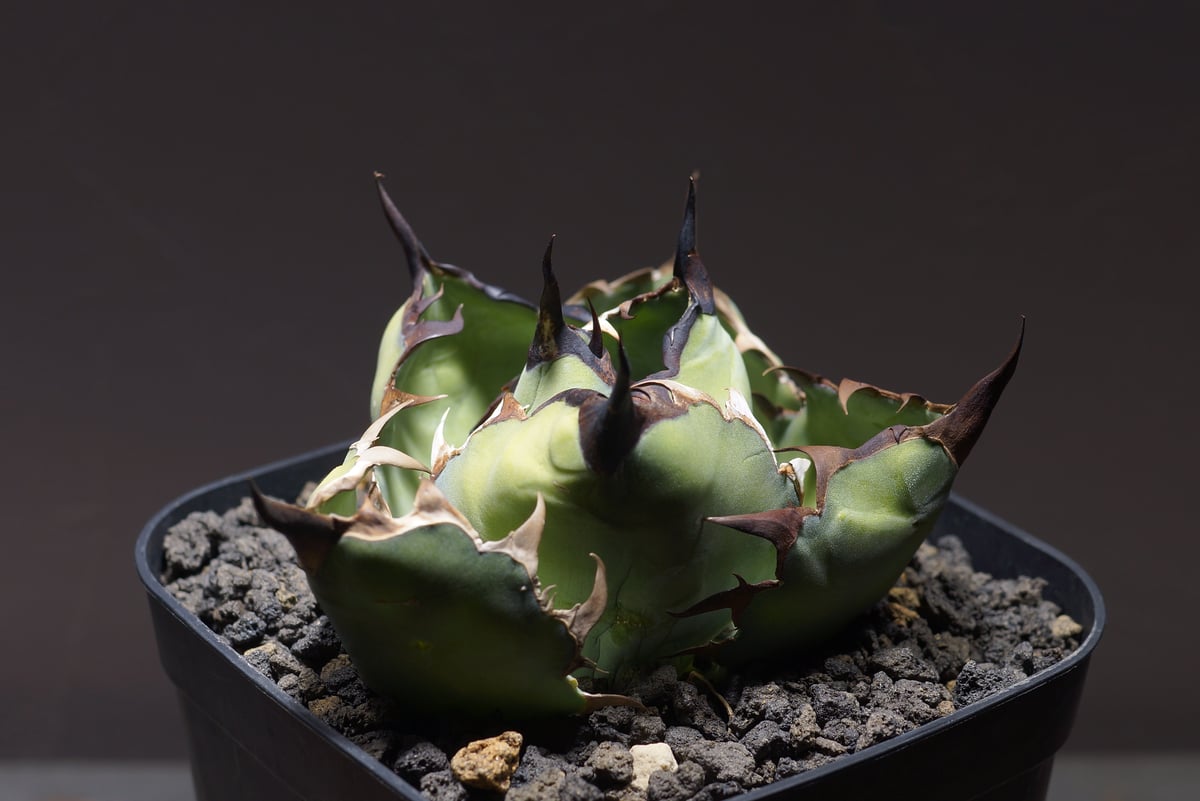 アガベ チタノタ ブラックアンドブルー/bb-28 | アガベ専門店