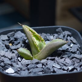 毒刺S、白犀牛を発売いたします | アガベ専門店 モンスターハウス