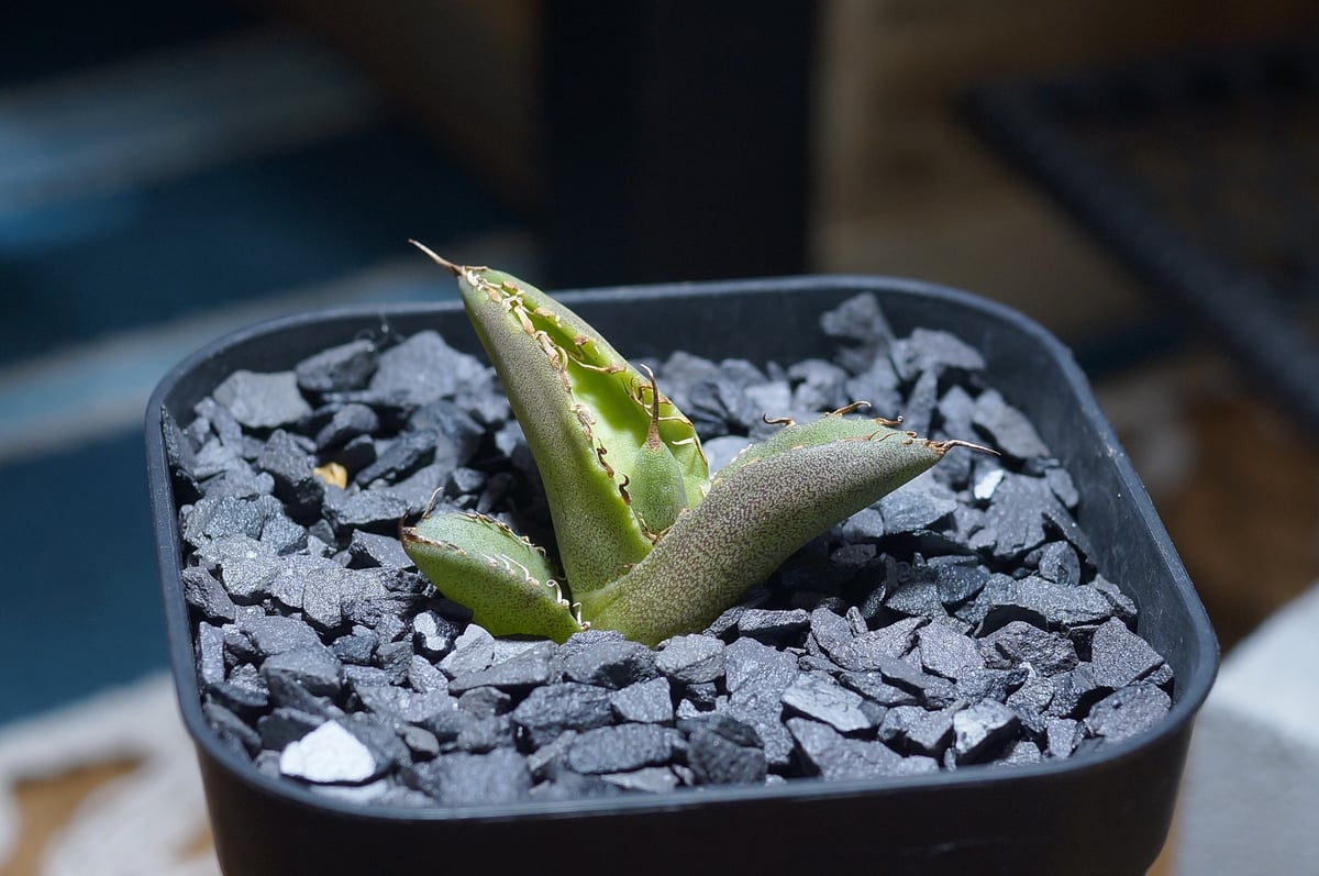アガベ　チタノタ　毒刺G 子株　毒刺 Agave Titanota 毒刺NB 毒刺の親株（2枚目）を見る限りブツブツ