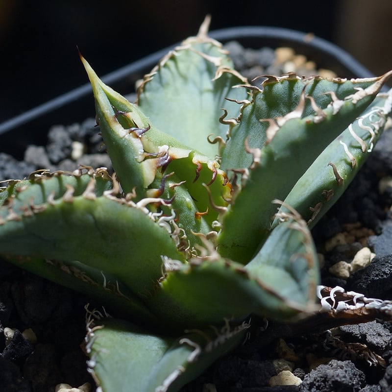 アガベ チタノタ 金蟾（キンセン）/ ks-01 | アガベ専門店 モンスター