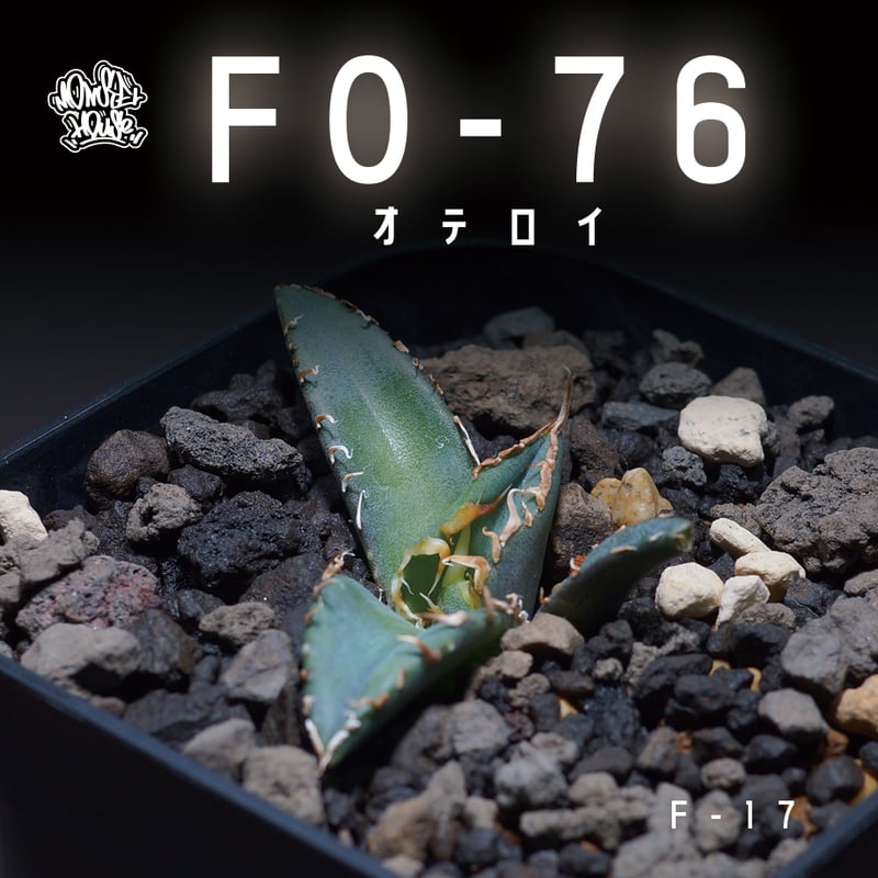 アガベ オテロイ FO-76/子株 F-17 | アガベ専門店 モンスターハウス