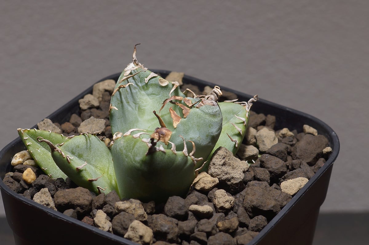 アガベ チタノタ 魔丸 / MG-01 | アガベ専門店 モンスターハウス