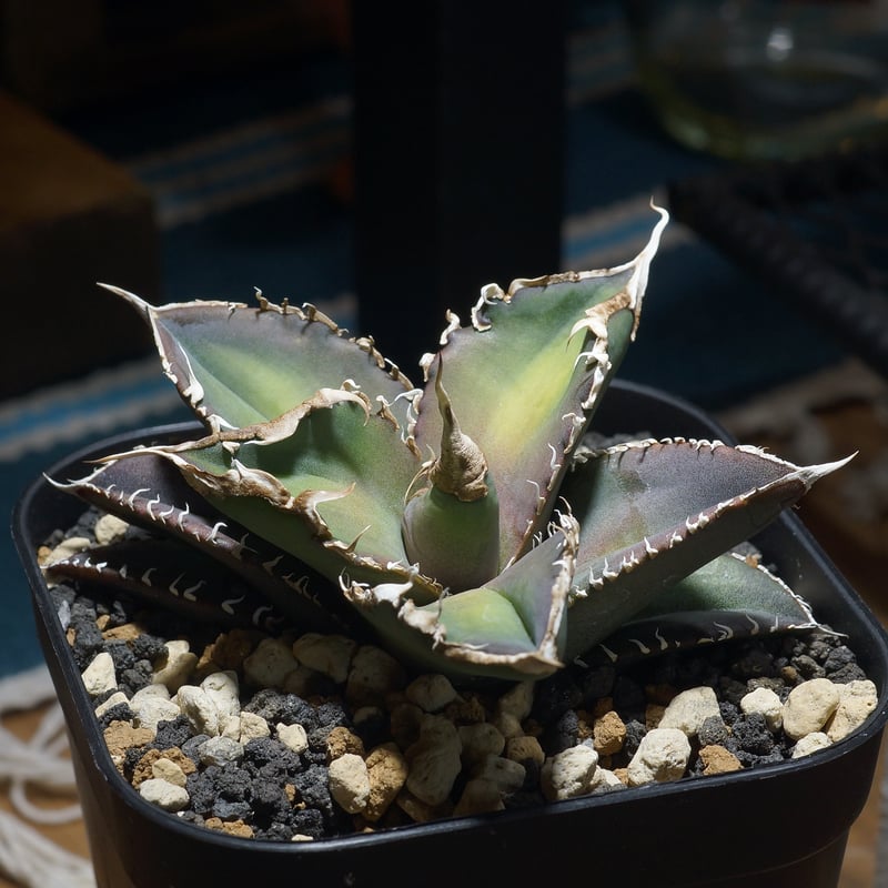 アガベ チタノタ 緑幽霊 / GG-06 | アガベ専門店 モンスターハウス