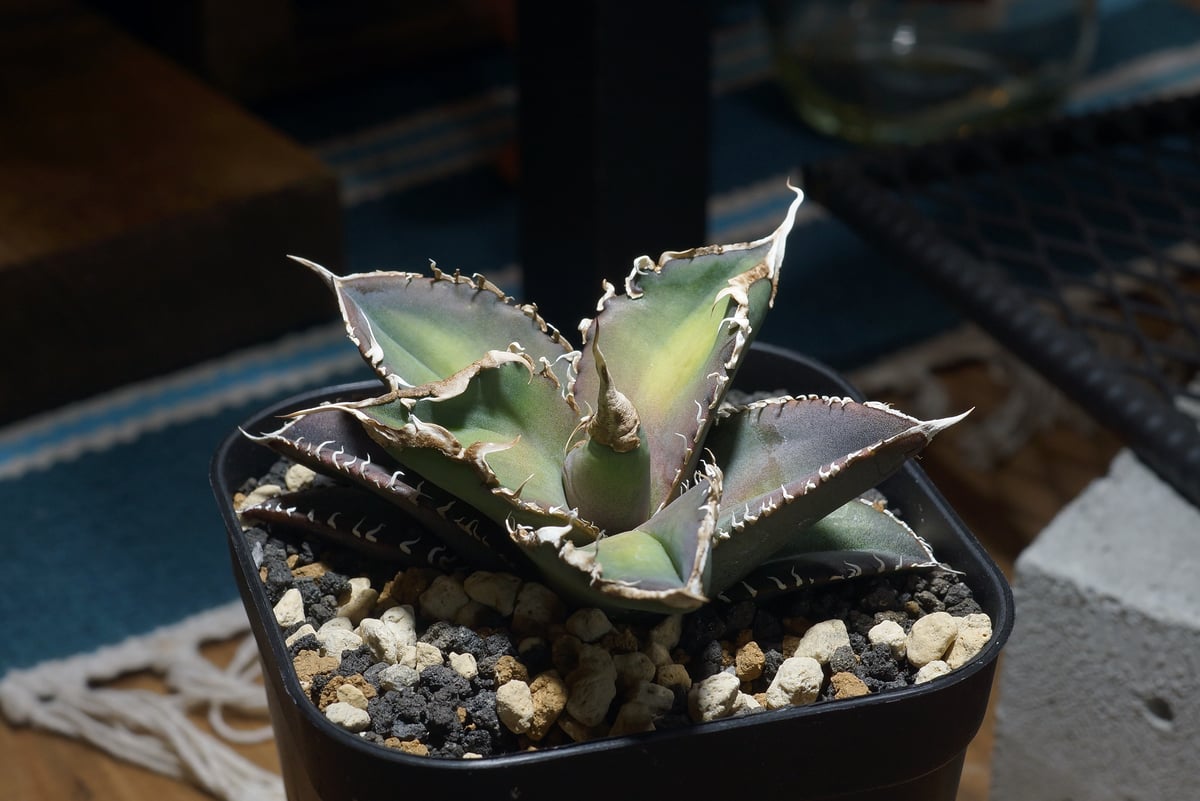 アガベ チタノタ 緑幽霊 / GG-06 | アガベ専門店 モンスターハウス