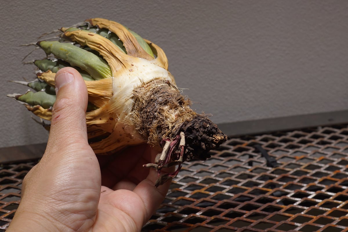 アガベ ユタエンシス エボリスピナ 安心の発根済ベアルート 園芸ネット