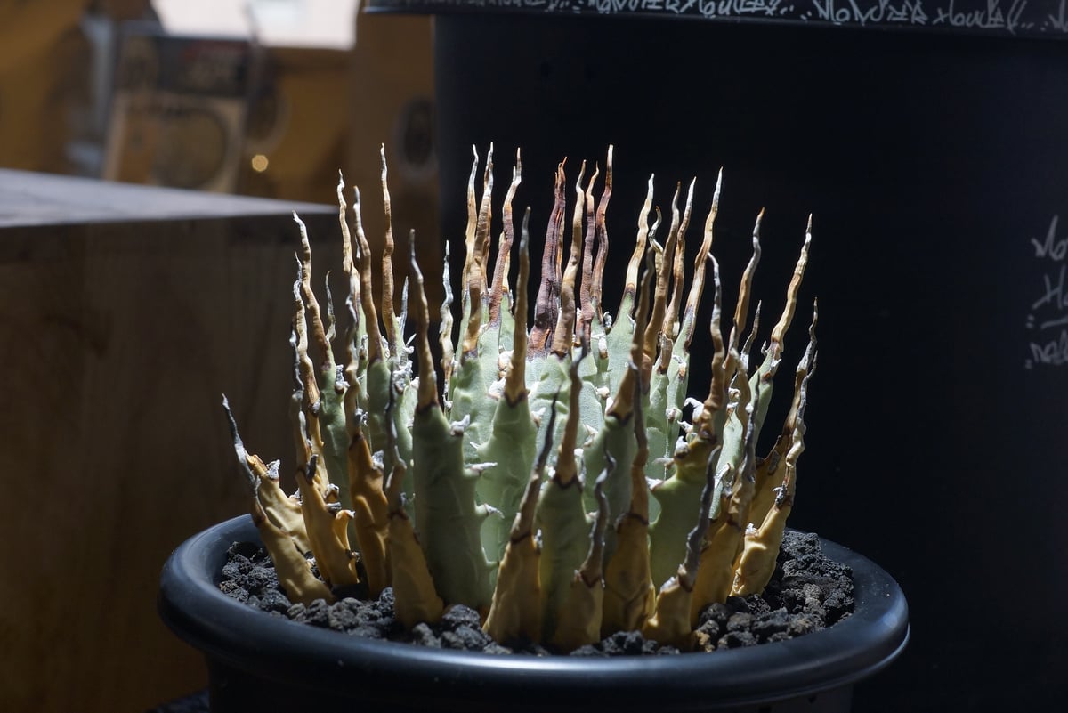 アガベ　ユタエンシス　エボリスピナ　c8 アガベ ユタエンシス エボリスピナ | STELLA.PLANTS