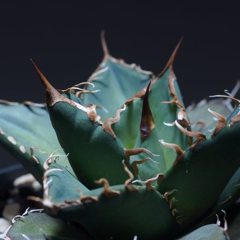 厳選希少株】アガベ シャークソウイ 子株（SS-03）インドネシア輸入株