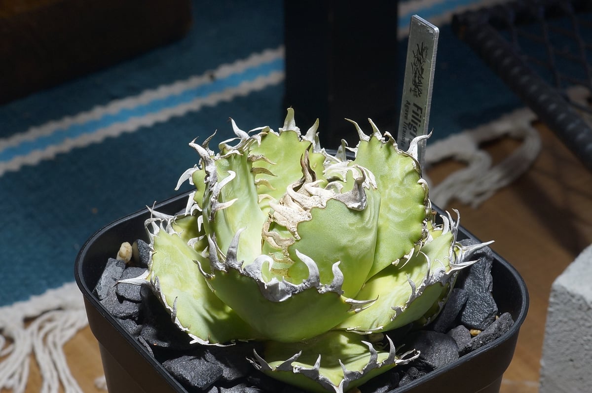 アガベ チタノタ フィリグリー /fg-06 | アガベ専門店 モンスターハウス