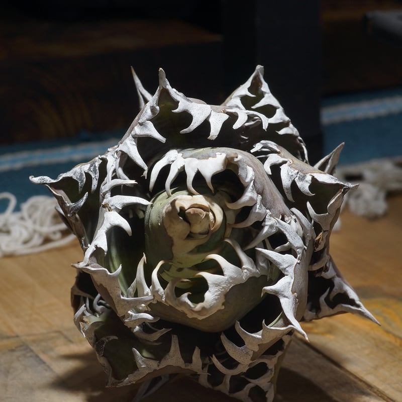 アガベ チタノタ レッドキャットウィーズル / 赤猫 RC-15 | アガベ専門