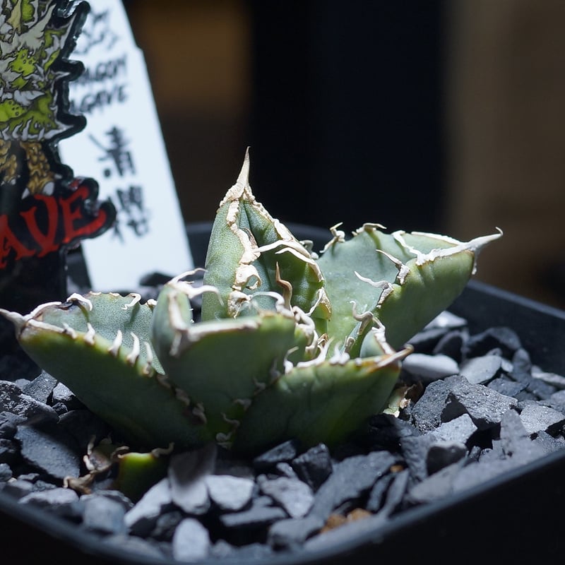 アガベ チタノタ 清櫻/ Dragon Agave産 so-01 | アガベ専門店 モンスタ