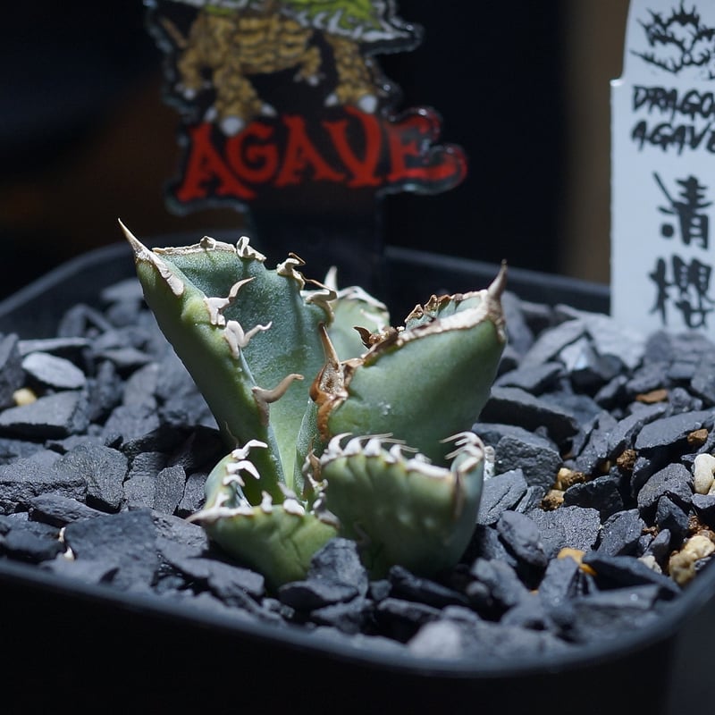 アガベ チタノタ 清櫻/ Dragon Agave産 so-02 | アガベ専門店 モンスタ
