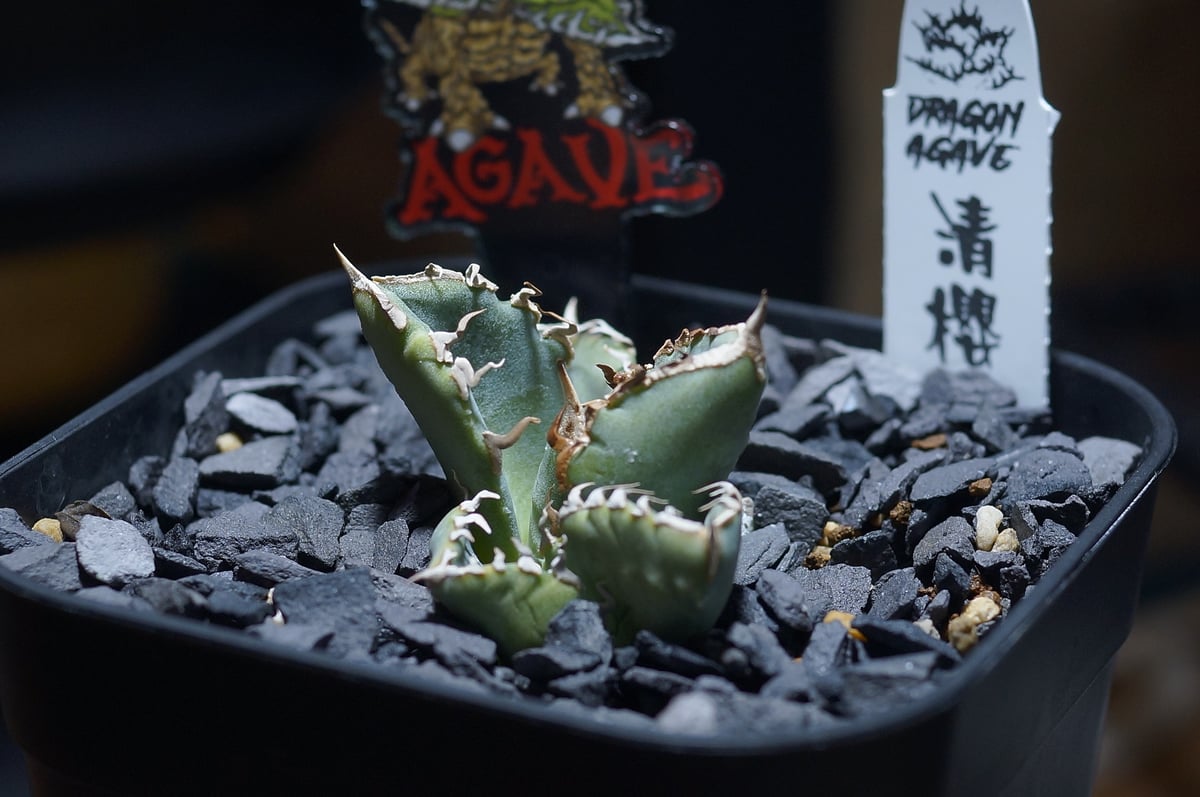 アガベ チタノタ 清櫻/ Dragon Agave産 so-02 | アガベ専門店 モンスタ