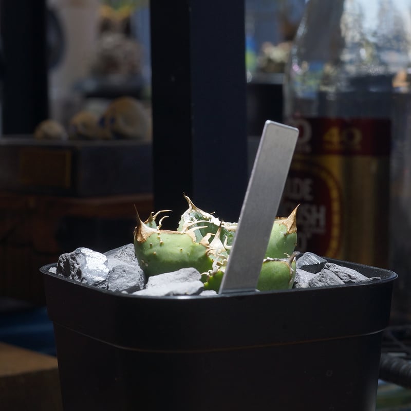 アガベ チタノタ 疣猪 / イボイノシシ WT-04 | アガベ専門店